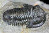 Bargain, Detailed Gerastos Trilobite Fossil - Morocco #145753-4